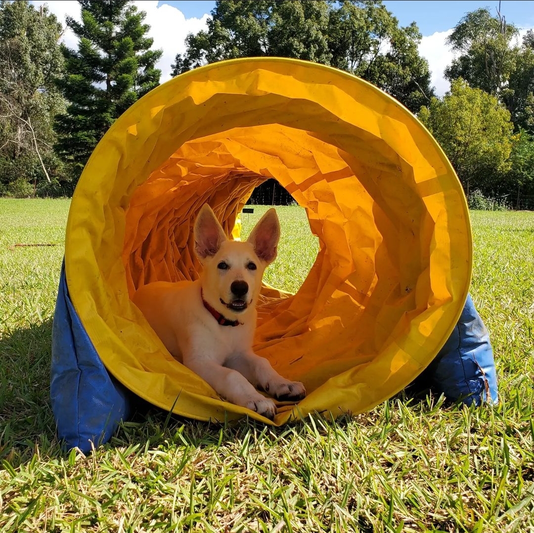Puppy School In Coffs Harbour