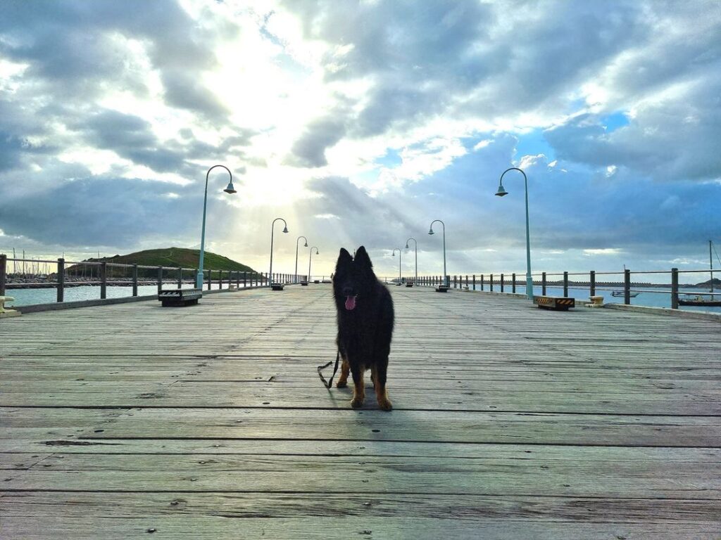 Dog Trainer in Coffs Harbour with German Shepherd Dog Training